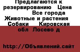 Предлагаются к резервированию › Цена ­ 16 000 - Все города Животные и растения » Собаки   . Кировская обл.,Лосево д.